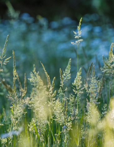 A serene meadow with tall, sunlit grasses swaying gently, offering a calming, natural setting for reflection and mental wellness.
