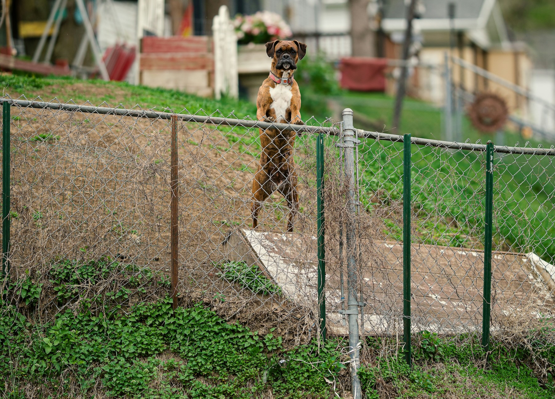 Dog protecting his boundaries and property.