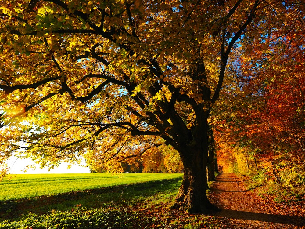 A serene autumn pathway lined with oak trees next to a field, representing the path to recovery, grounding, and personal growth after childhood adversity.