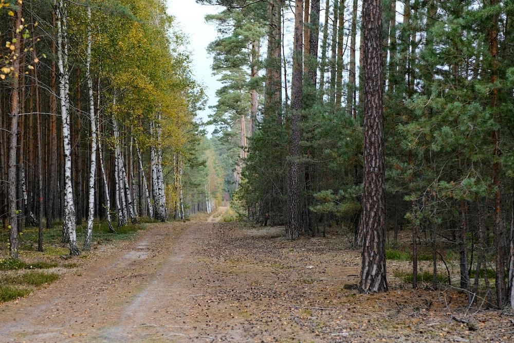 A wide-angle view of a clear path leading into a serene forest, symbolizing the clarity and space created by implementing a no-contact boundary.