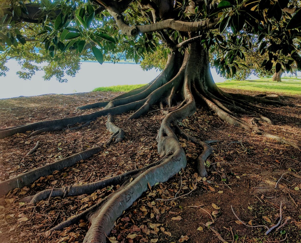 Intertwined tree roots deep in the soil, illustrating the complex biological and neurological attachment formed in trauma bonding.
