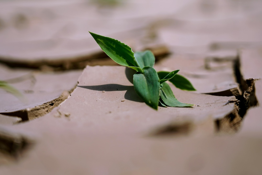A small plant growing through a crack in the pavement, symbolizing resilience and the possibility of post-traumatic growth after betrayal.