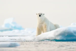 The White Bear Effect: Why Trying Not to Think About Porn Makes the Urge Stronger